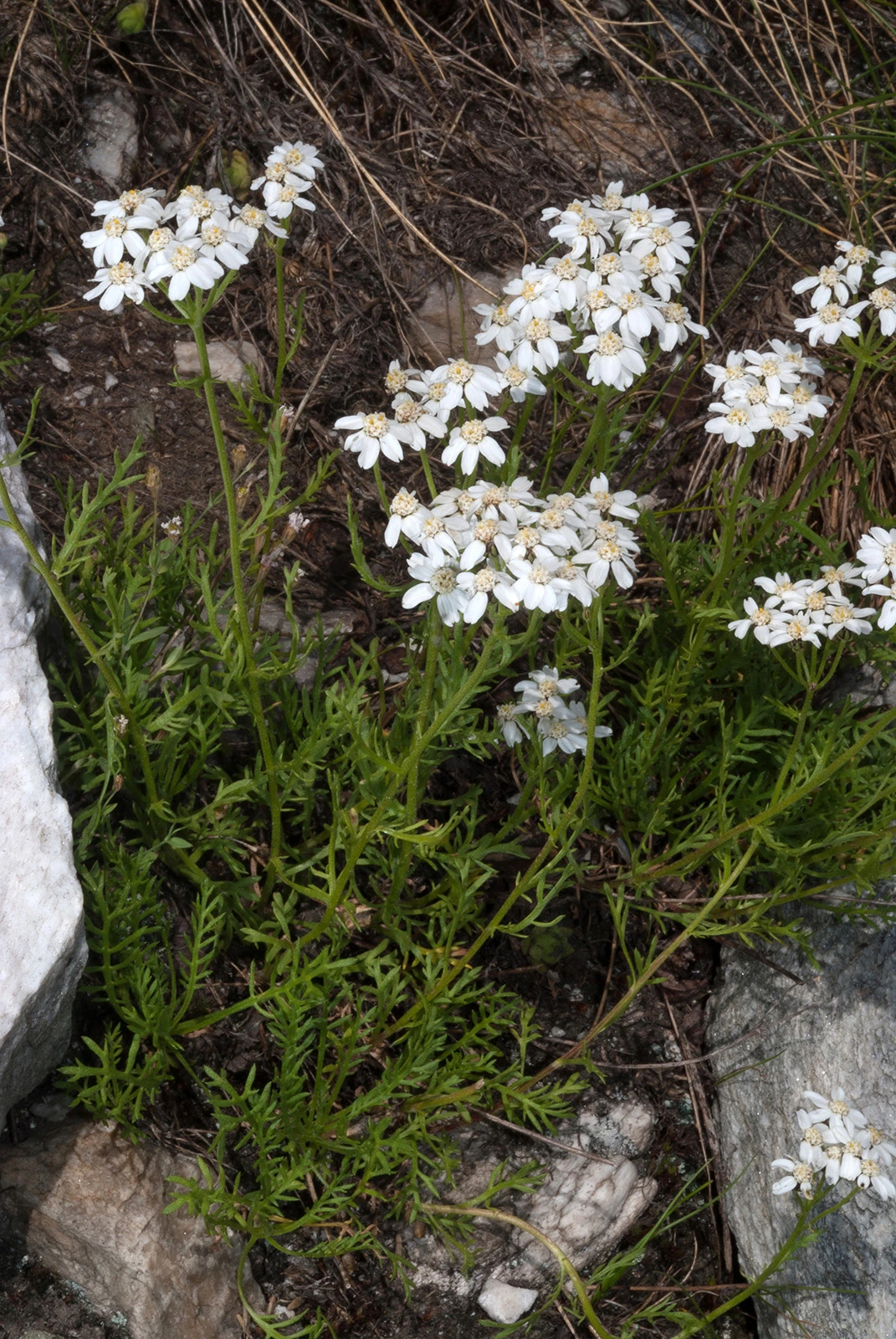 Photo Maurizio Broglio - Achillea erba-rotta